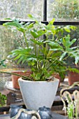 PETERSHAM NURSERIES  RICHMOND  SURREY: STONE CONTAINER IN GREENHOUSE/ CONSERVATORY PLANTED WITH PHILODENDRON SELLOUM. EXOTIC  TROPICAL