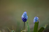 RAGLEY HALL  WARWICKSHIRE: THE WINTER GARDEN WITH PALE BLUE FLOWERS OF MUSCARI AZUREUM