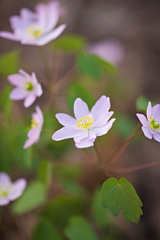 RAGLEY_HALL__WARWICKSHIRE_THE_WINTER_GARDEN_WITH_PALE_PINK_FLOWERS_OF_ANEMONELLA_THALICTROIDES_BABE