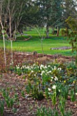 RAGLEY HALL  WARWICKSHIRE: THE WINTER GARDEN WITH FLOWERS OF NARCISSUS CHEERFULNESS AND STEMS OF BETULA JACQUEMONTII DOORENBOS