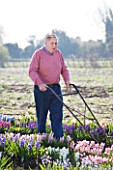 ALAN SHIPP IN HIS HYACINTH FIELD AT WATERBEACH  CAMBRIDGESHIRE  WHICH HAS THE NATIONAL COLLECTION OF HYACINTHS