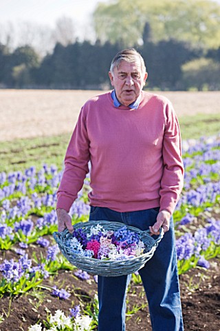 ALAN_SHIPP_IN_HIS_HYACINTH_FIELD_AT_WATERBEACH__CAMBRIDGESHIRE__WHICH_HAS_THE_NATIONAL_COLLECTION_OF