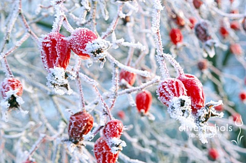 FROSTED_HIPS_OF_THE_SPECIES_ROSE_ARTHUR_HILLIER_BROOK_COTTAGE__OXFORDSHIRE