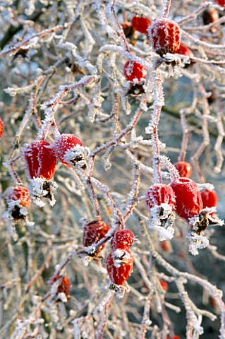 FROSTED_HIPS_OF_THE_SPECIES_ROSE_ARTHUR_HILLIER_BROOK_COTTAGE__OXFORDSHIRE