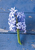 NATIONAL COLLECTION OF HYACINTHS: STYLING BY JACKY HOBBS: HYACINTH QUEEN OF BLUES