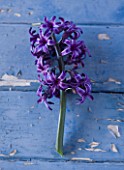 NATIONAL COLLECTION OF HYACINTHS: STYLING BY JACKY HOBBS: HYACINTH CONCORDE