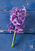 NATIONAL COLLECTION OF HYACINTHS: STYLING BY JACKY HOBBS: HYACINTH SPLENDID