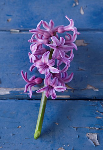 NATIONAL_COLLECTION_OF_HYACINTHS_STYLING_BY_JACKY_HOBBS_HYACINTH_SPLENDID