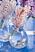 NATIONAL COLLECTION OF HYACINTHS: STYLING BY JACKY HOBBS: HYACINTH