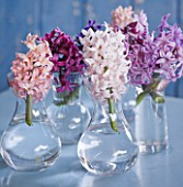 NATIONAL COLLECTION OF HYACINTHS: STYLING BY JACKY HOBBS: HYACINTH