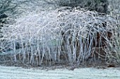 FROSTED WHITE STEMS OF RUBUS COCKBURNIANUS BY THE POOL AT BROOK COTTAGE  OXFORDSHIRE
