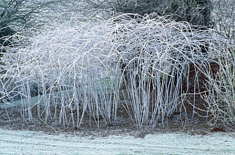 FROSTED_WHITE_STEMS_OF_RUBUS_COCKBURNIANUS_BY_THE_POOL_AT_BROOK_COTTAGE__OXFORDSHIRE