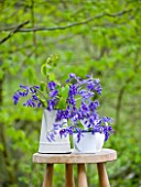 FISHING COTTAGE  KNEBWORTH PARK: STYLING BY JACKY HOBBS: BLUEBELLS IN WHITE JUGS AND CONTAINERS ON A STOOL OUTSIDE - SPRING
