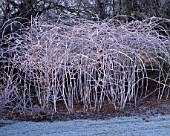 THE FROSTED STEMS OF RUBUS COCKBURNIANUS. BROOK COTTAGE  OXFORDSHIRE