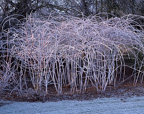 THE_FROSTED_STEMS_OF_RUBUS_COCKBURNIANUS_BROOK_COTTAGE__OXFORDSHIRE