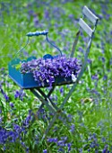 FISHING COTTAGE  KNEBWORTH PARK: STYLING BY JACKY HOBBS: BLUEBELLS IN A BLUE WOODEN CONTAINER ON A CHAIR IN THE WOODLAND - SPRING