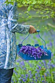 FISHING COTTAGE  KNEBWORTH PARK: STYLING BY JACKY HOBBS: GIRL HOLDING A BUNCH OF FRESHLY PICKED BLUEBELLS IN A BLUE BASKET
