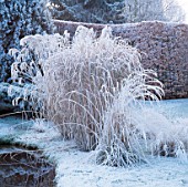FROSTED STEMS OF MISCANTHUS ZEBRINUS AND MISCANTHUS SILVER FEATHER. BROOK COTTAGE  OXFORDSHIRE