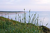 HERM ISLAND  CHANNEL ISLANDS: ALLIUMS AT DAWN ON THE NORTH COAST WITH SHELL BEACH BEHIND