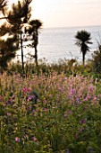 HERM ISLAND  CHANNEL ISLANDS - RED CAMPION - SILENE DIOICA - GROWING BY THE NORTH COAST