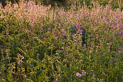 HERM_ISLAND__CHANNEL_ISLANDS__RED_CAMPION__SILENE_DIOICA__GROWING_BY_THE_NORTH_COAST