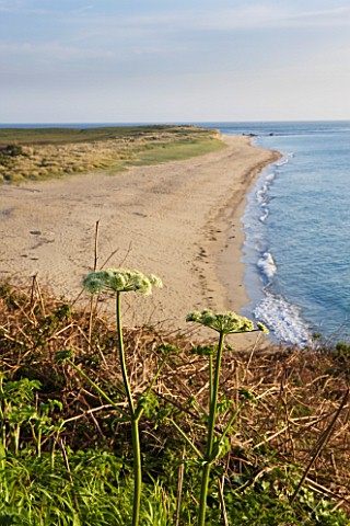 HERM_ISLAND__CHANNEL_ISLANDS__UMBELLIFERS_WITH_SHELL_BEACH_BEHIND__DAWN