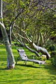 HERM ISLAND  CHANNEL ISLANDS - SUN LOUNGER BESIDE EUCALYPTUS TREES ON THE LAWN OF THE WHITE HOUSE HOTEL