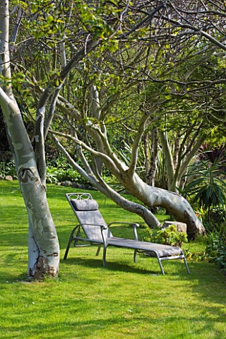 HERM_ISLAND__CHANNEL_ISLANDS__SUN_LOUNGER_BESIDE_EUCALYPTUS_TREES_ON_THE_LAWN_OF_THE_WHITE_HOUSE_HOT