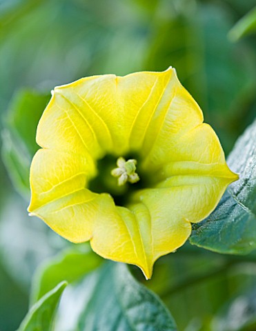 HERM_ISLAND__CHANNEL_ISLANDS__THE_YELLOW_FLOWER_OF_BRUGMANSIA