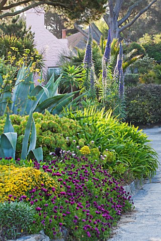 HERM_ISLAND__CHANNEL_ISLANDS__BORDER_WITH_AGAVES__EUPHORBIA_AND_ECHIUM_PINNIANA