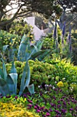 HERM ISLAND  CHANNEL ISLANDS - BORDER WITH AGAVES  EUPHORBIA AND ECHIUM PINNIANA