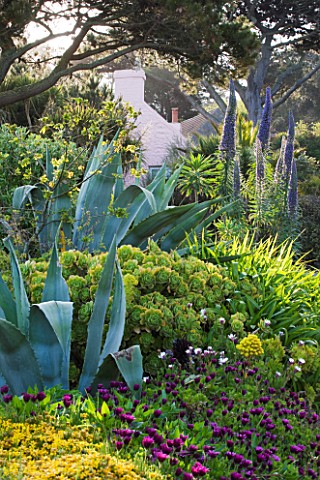 HERM_ISLAND__CHANNEL_ISLANDS__BORDER_WITH_AGAVES__EUPHORBIA_AND_ECHIUM_PINNIANA