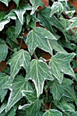 FROSTED IVY (HEDERA) `GREEN RIPPLE