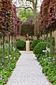 CHELSEA 2012 - LAURENT PERRIER GARDEN BY ARNE MAYNARD - PEBBLE PATH WITH PLEACHED COPPER BEECH