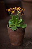 W & S LOCKYER AURICULA NURSERY -  AURICULA VERA IN TERRACOTTA CONTAINER IN POTTING SHED