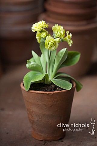 W__S_LOCKYER_AURICULA_NURSERY___AURICULA_DAISY_BANK_CHARM_IN_TERRACOTTA_CONTAINER_IN_POTTING_SHED