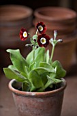 W & S LOCKYER AURICULA NURSERY -  AURICULA DALES RED  IN TERRACOTTA CONTAINER IN POTTING SHED
