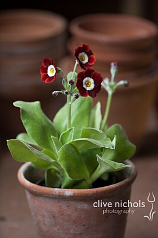 W__S_LOCKYER_AURICULA_NURSERY___AURICULA_DALES_RED__IN_TERRACOTTA_CONTAINER_IN_POTTING_SHED
