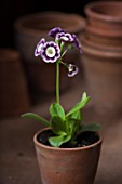 W & S LOCKYER AURICULA NURSERY -  AURICULA STELLA SOUTH IN TERRACOTTA CONTAINER IN POTTING SHED