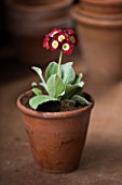 W & S LOCKYER AURICULA NURSERY -  AURICULA TRUDY IN TERRACOTTA CONTAINER IN POTTING SHED
