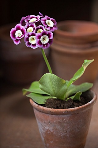 W__S_LOCKYER_AURICULA_NURSERY___AURICULA_GAZZA_IN_TERRACOTTA_CONTAINER_IN_POTTING_SHED