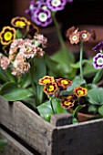 W & S LOCKYER AURICULA NURSERY -  AURICULAS IN A WOODEN CRATE CONTAINER IN POTTING SHED - LEFT TO RIGHT FROM BACK TO FRONT - GAZZA  SUMO  SHAUN  BROWNIE  VERA  STELLA