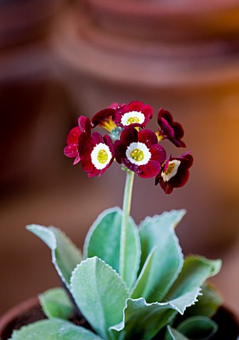 W__S_LOCKYER_AURICULA_NURSERY___AURICULA_DALES_RED_IN_TERRACOTTA_CONTAINER_IN_POTTING_SHED