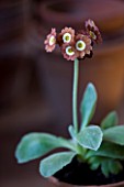 W & S LOCKYER AURICULA NURSERY -  AURICULA BROWNIE IN TERRACOTTA CONTAINER IN POTTING SHED