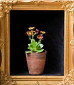W & S LOCKYER AURICULA NURSERY -  AURICULA VERA IN TERRACOTTA CONTAINER IN SIDE A GOLD PICTURE FRAME