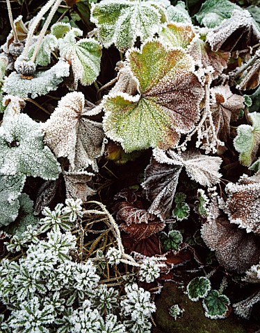 FROSTY_LEAVES_OF_ALCHEMILLA_MOLLIS_WOLLERTON_OLD_HALL__SHROPSHIRE