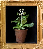 W & S LOCKYER AURICULA NURSERY -  PRIMULA AURICULA SWORD - DOUBLE GREEN AURICULA - IN TERRACOTTA CONTAINER IN SIDE A GOLD PICTURE FRAME
