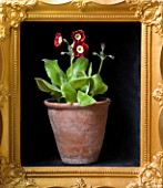 W & S LOCKYER AURICULA NURSERY -  PRIMULA AURICULA  DALES RED  - BORDER TYPE - IN TERRACOTTA CONTAINER IN SIDE A GOLD PICTURE FRAME
