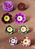 W & S LOCKYER AURICULA NURSERY -  AURICULAS ON A TERRACOTTA TILE - LEFT TO RIGHT TOP TO BOTTOM -
