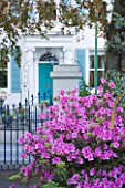 GRANGE COURT  GUERNSEY: PINK AZALEA WITH VIEW PAST FRONT GATES TO HOUSE OPPOSITE